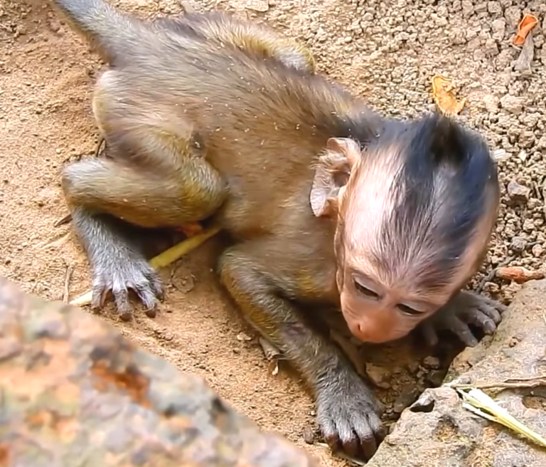 Abandoned Baby Monkey Finds Comfort With a Friend