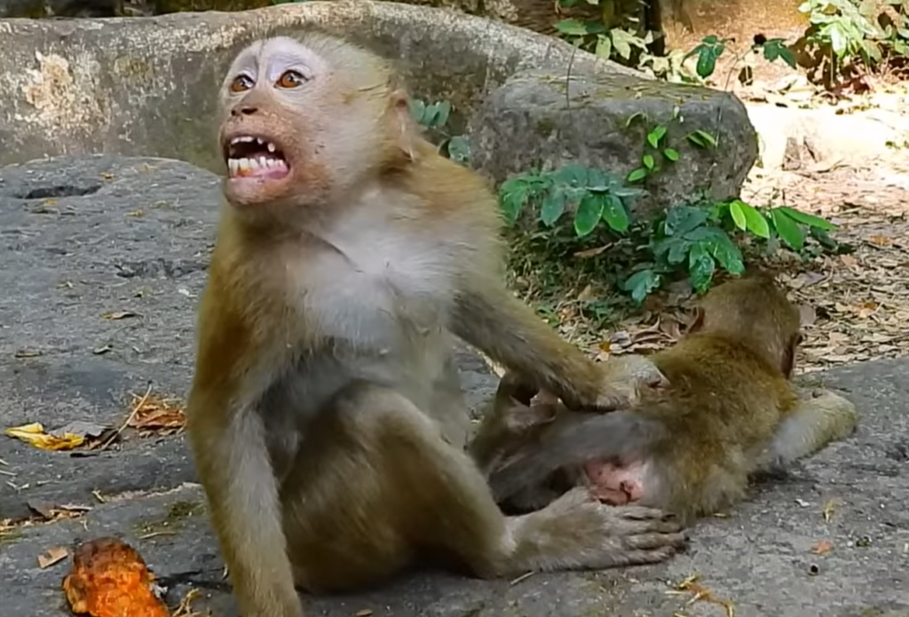 Baby monkey Rainbow looks frightened while larger monkey Lira moves aggressively nearby during emotional jungle encounter.