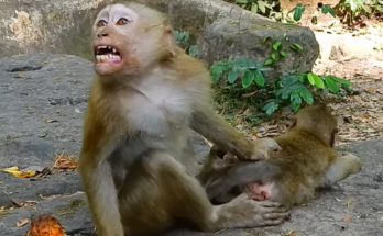 Baby monkey Rainbow looks frightened while larger monkey Lira moves aggressively nearby during emotional jungle encounter.