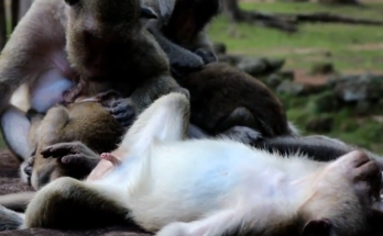 Adorable monkey family spending time together in nature while caring mothers protect playful baby monkeys lovingly.