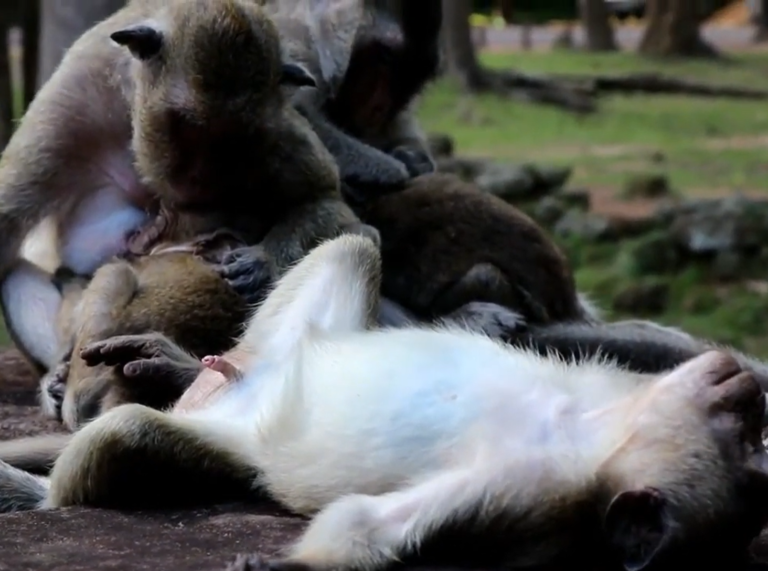 Monkey Family Life: Parenting Moments in the Wild