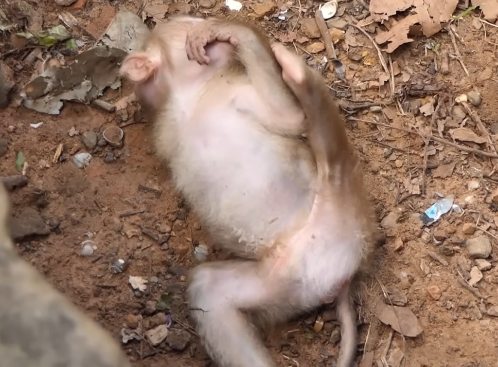 A tiny abandoned baby monkey sits alone in the wild while holding a small milk bottle, waiting quietly for rescue and safety.