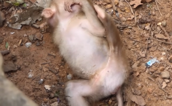 A tiny abandoned baby monkey sits alone in the wild while holding a small milk bottle, waiting quietly for rescue and safety.