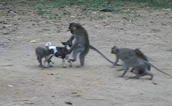 A tiny puppy resting peacefully beside caring monkeys while sharing gentle friendship moments together outdoors.