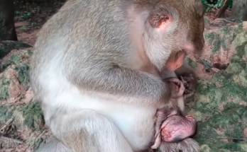 A sad baby monkey sits alone after separating from its mother during an emotional wildlife moment.