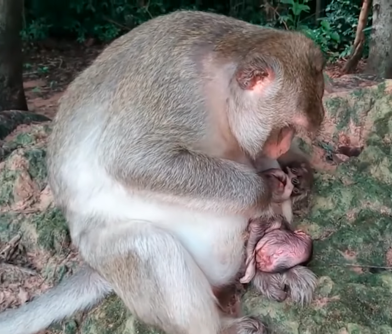 A Young Monkey Leaves His Mother Behind