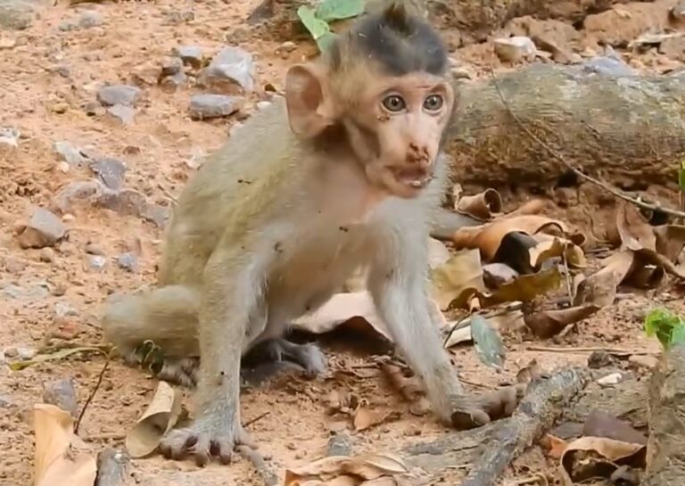 A Baby Monkey Steps Into a Colony of Biting Ants