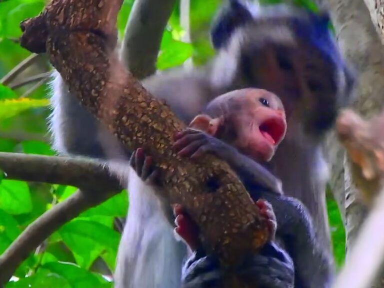 Baby Monkey Bisha Rescued From Danger Just in Time