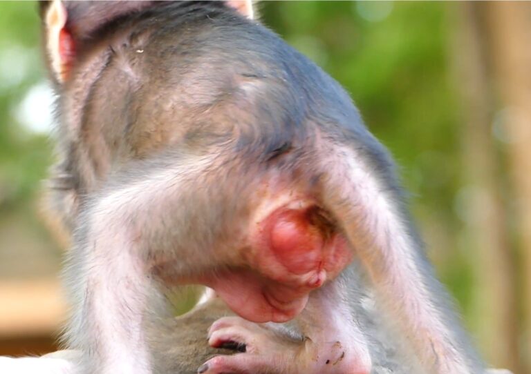 A Newborn Baby Monkey’s Gentle First Moments
