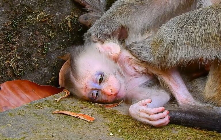 Newborn Baby Boris Falls From a Tree and Is Rescued