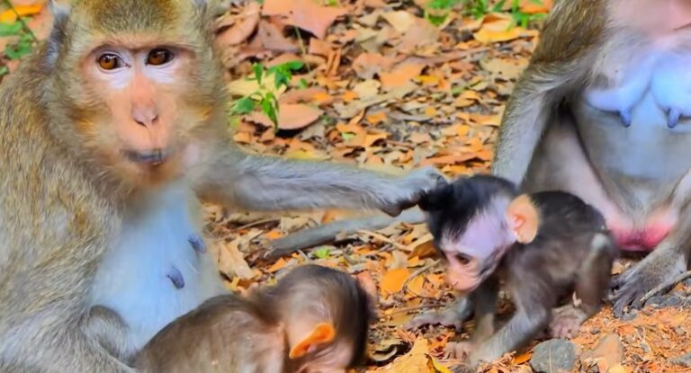 Mother Monkey Guards Her Baby From a Rival Male