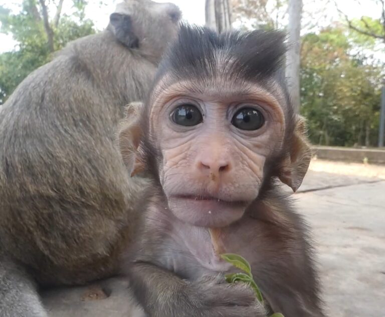 A Curious Baby Monkey Explores Near the Camera