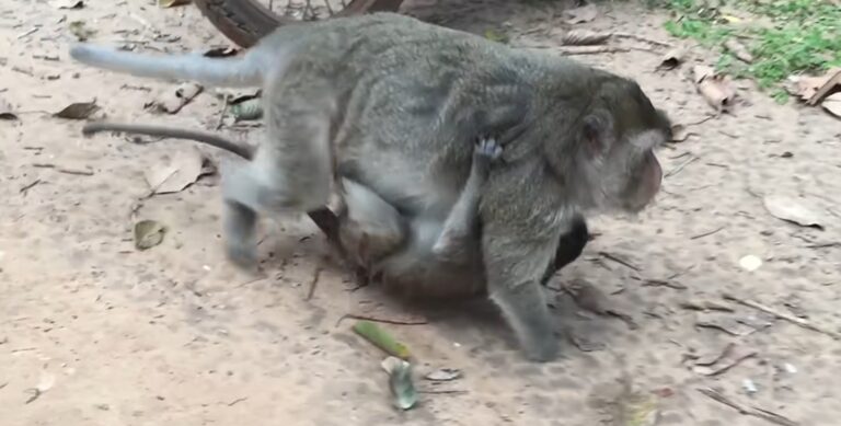 Why a 2-Year-Old Monkey Still Clings to Its Mother
