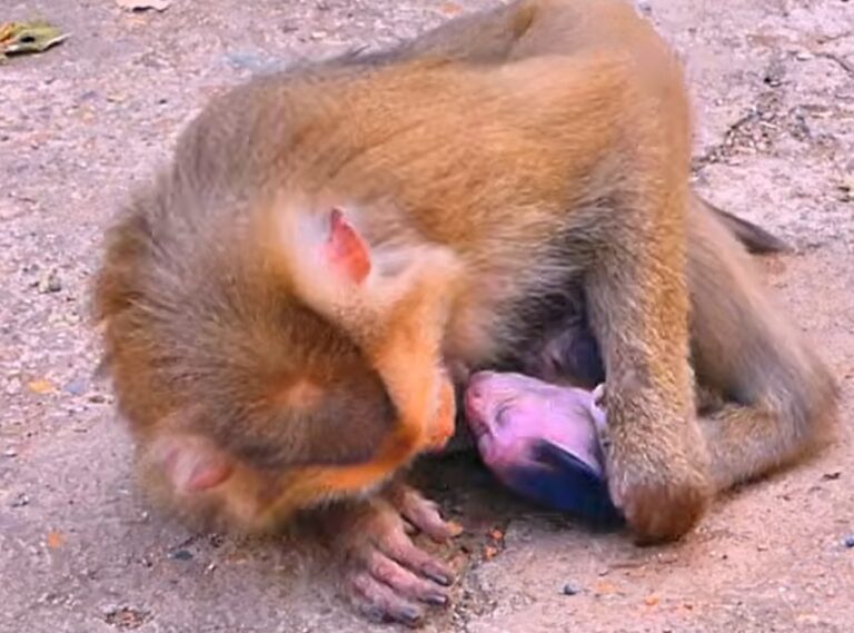 An Injured Baby Monkey Cries for Its Mother