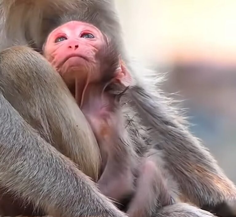 Newborn Baby Monkeys: 2026 Compilation of Sweet Moments