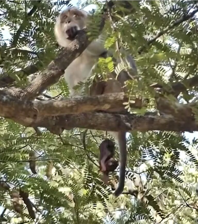 A Mother Monkey and Her Baby Dangling High in a Tree