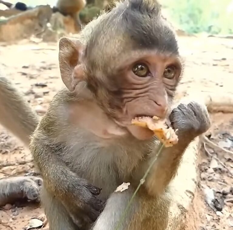 Baby Bailee Cries After a Run-In With a Bigger Monkey