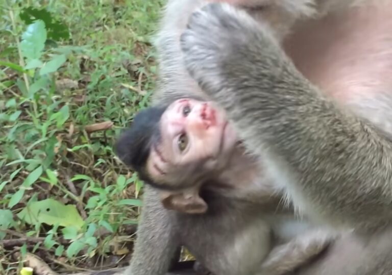 Injured Baby Monkey Cared For After a Clash With a Male