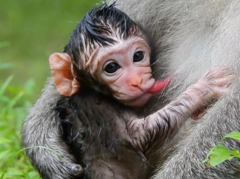 Jane Welcomes a Healthy Newborn Baby Monkey