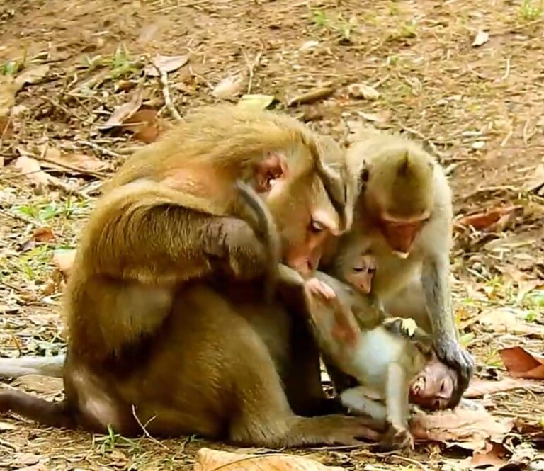 A Big Male Monkey Charges at a Baby Monkey