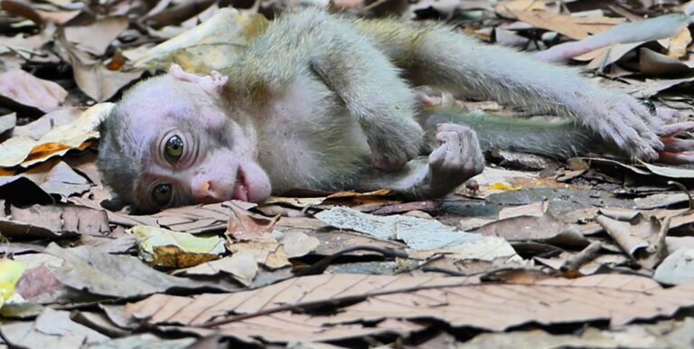 A Small Baby Monkey Lies Alone as Its Mother Leaves