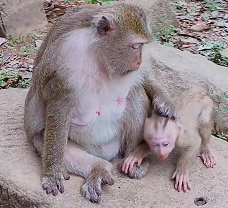 A Tiny Monkey Makes a Mistake and Mom Teaches a Lesson