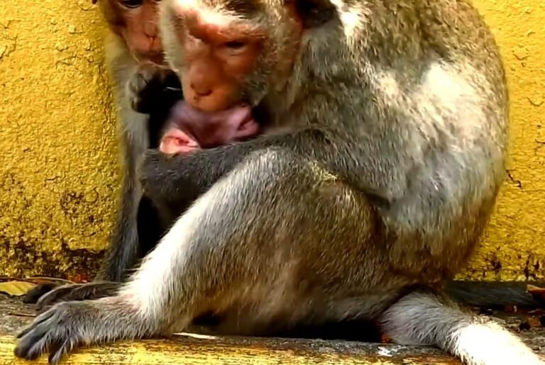 A Baby Monkey Learns Independence After Weaning