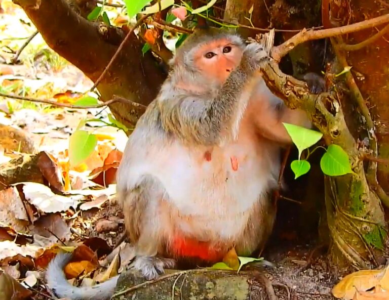 A Newborn Monkey Dies After a Difficult Birth