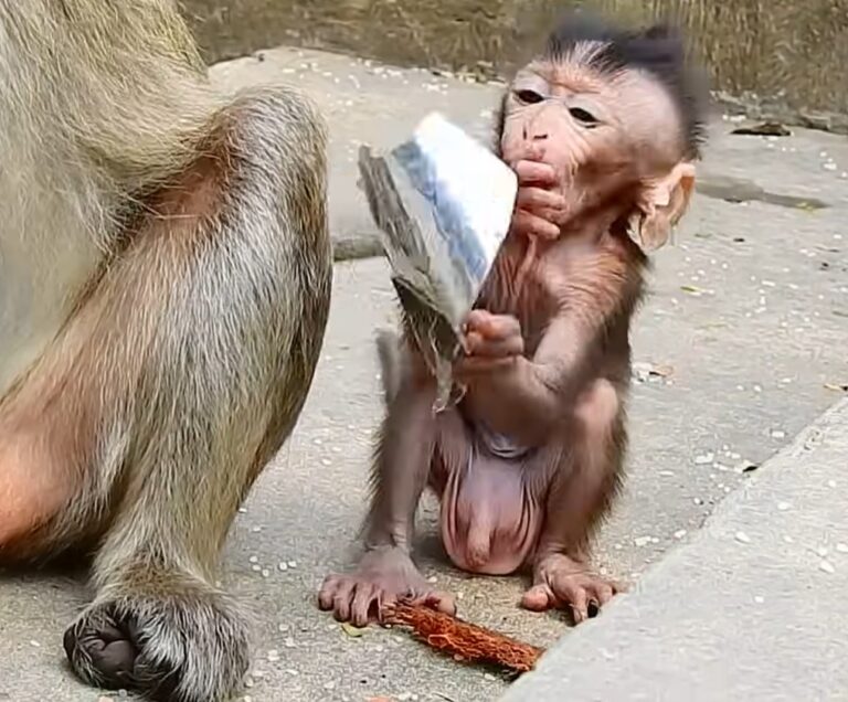 Baby Conga in Distress as Mother Gonda Reacts