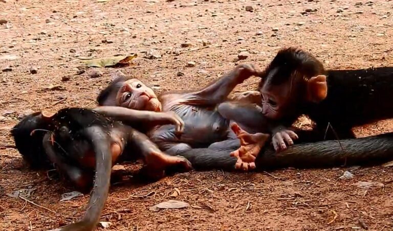 A Peaceful Day of Monkey Life and Freedom