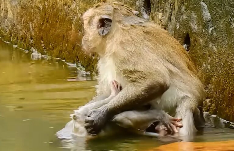 An Older Monkey Threatens a Lone Baby Near a Pool