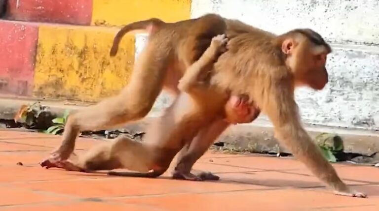 Injured Baby Monkey Gets Care After an Attack
