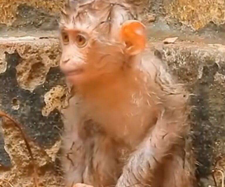 A Rescued Monkey Adjusts to Life Back in the Wild