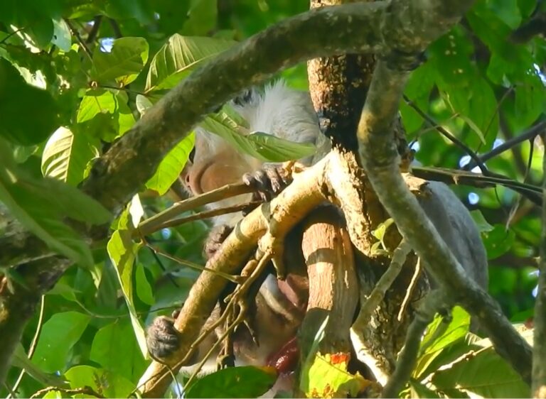 Rosa’s Difficult Birth High in the Tree Canopy