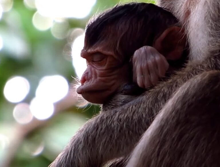 Mother Monkey Sreyroth Says Goodbye to Her Newborn