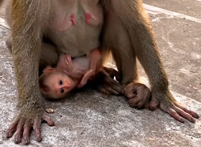 A Baby Monkey Takes Its First Steps in the Morning