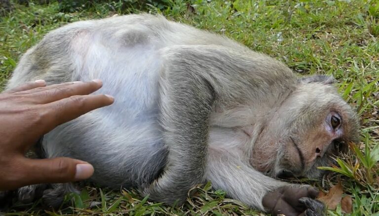 Elderly Monkey Lucy Needs Care for a Stomach Injury
