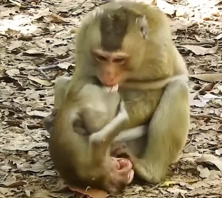 A Mother Monkey Is Firm With Her Baby During Weaning