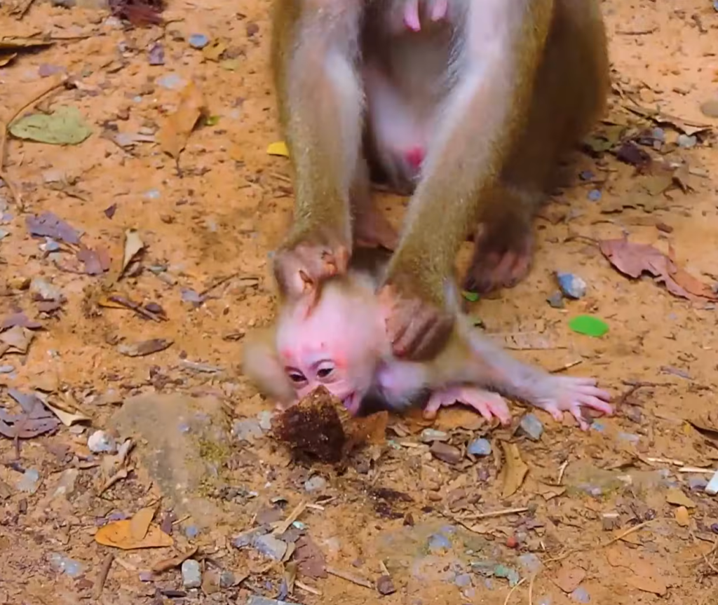 Baby monkey Leo appears weak and emotional while staying close to his caring mother. The touching scene highlights their strong bond as Leo struggles through a difficult moment and seeks comfort from mom's protection and support.
