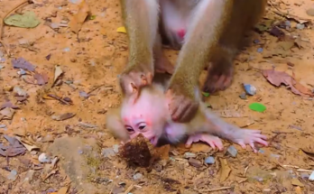 Baby monkey Leo appears weak and emotional while staying close to his caring mother. The touching scene highlights their strong bond as Leo struggles through a difficult moment and seeks comfort from mom's protection and support.