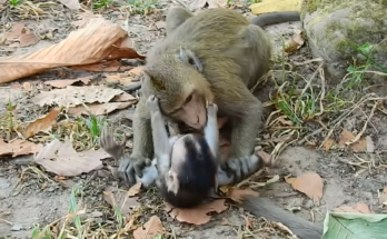 A tiny baby monkey appears overwhelmed during a rough play interaction with an older monkey while observers react emotionally to the surprising moment.
