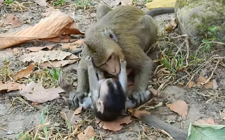Tiny Baby Monkey Caught in Rough Play