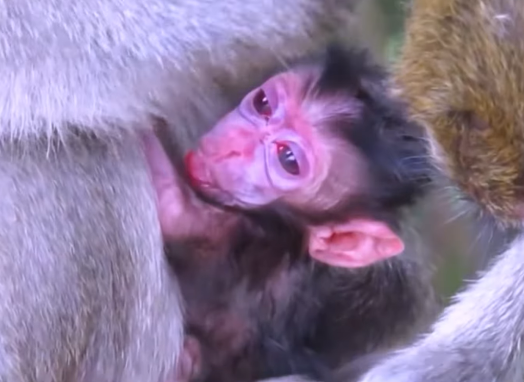 A caring mother monkey gently looks after her two newborn babies, holding and protecting them while managing the challenges of raising twin infants at the same time.