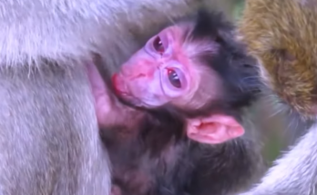 A caring mother monkey gently looks after her two newborn babies, holding and protecting them while managing the challenges of raising twin infants at the same time.