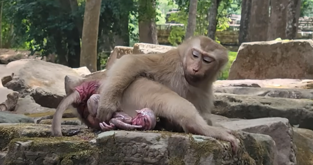 Amanda Monkey experiences a difficult labor as her baby remains in the birth canal for an extended period. The mother appears tired but determined while working through the challenging delivery. The emotional scene highlights the strength and resilience of motherhood in the animal world.