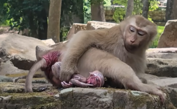 Amanda Monkey experiences a difficult labor as her baby remains in the birth canal for an extended period. The mother appears tired but determined while working through the challenging delivery. The emotional scene highlights the strength and resilience of motherhood in the animal world.