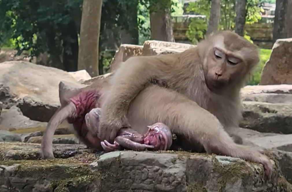 Amanda Monkey experiences a difficult labor as her baby remains in the birth canal for an extended period. The mother appears tired but determined while working through the challenging delivery. The emotional scene highlights the strength and resilience of motherhood in the animal world.