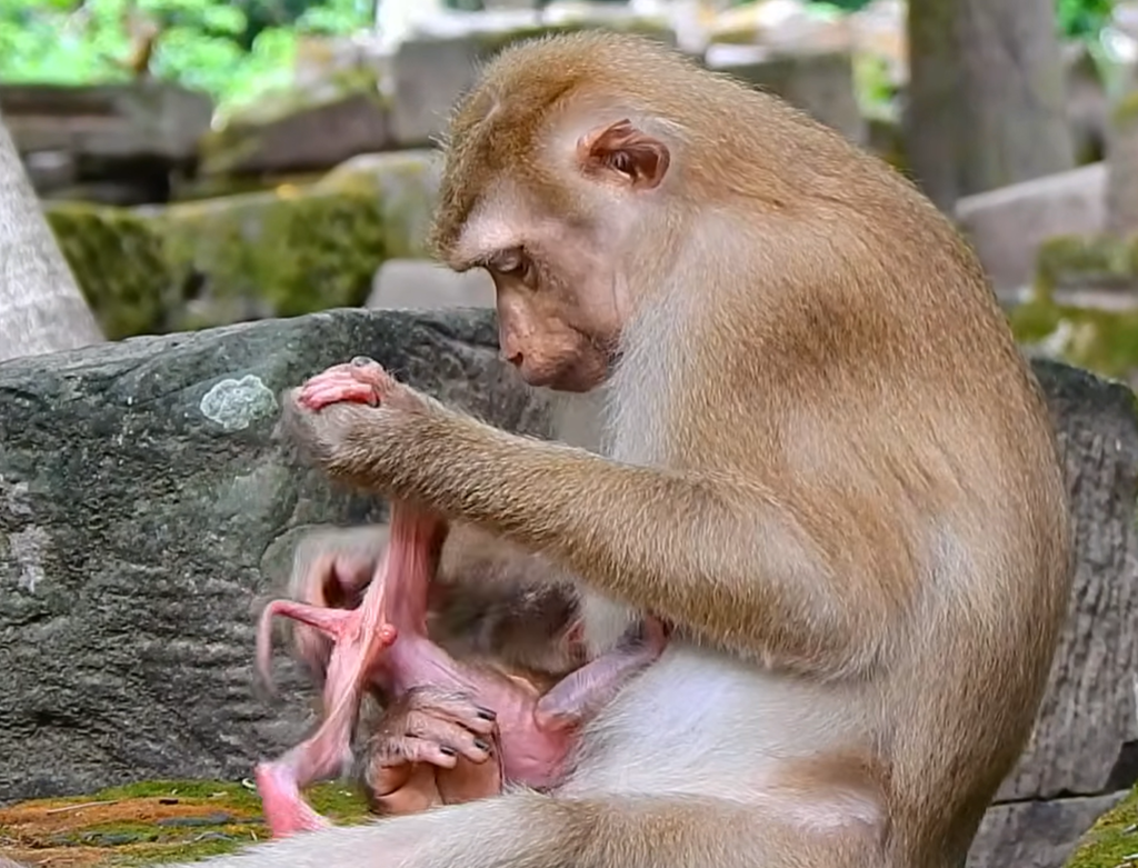 Young mother Amanda gently holds her adorable newborn baby for the first time, sharing a tender moment filled with love, happiness, and the excitement of beginning her motherhood journey.