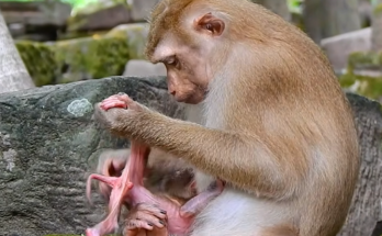 Young mother Amanda gently holds her adorable newborn baby for the first time, sharing a tender moment filled with love, happiness, and the excitement of beginning her motherhood journey.