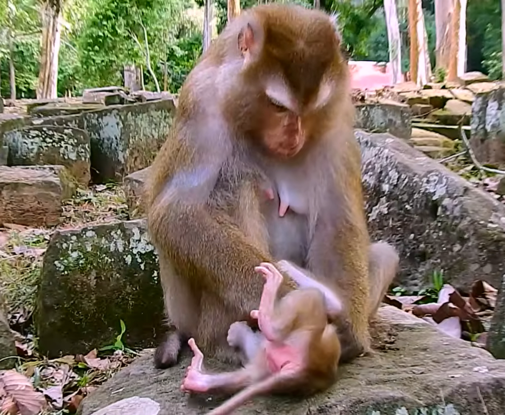 A hungry baby reaches toward its mother, appearing to seek milk and comfort. The emotional interaction highlights the strong bond between mother and child in a touching moment.